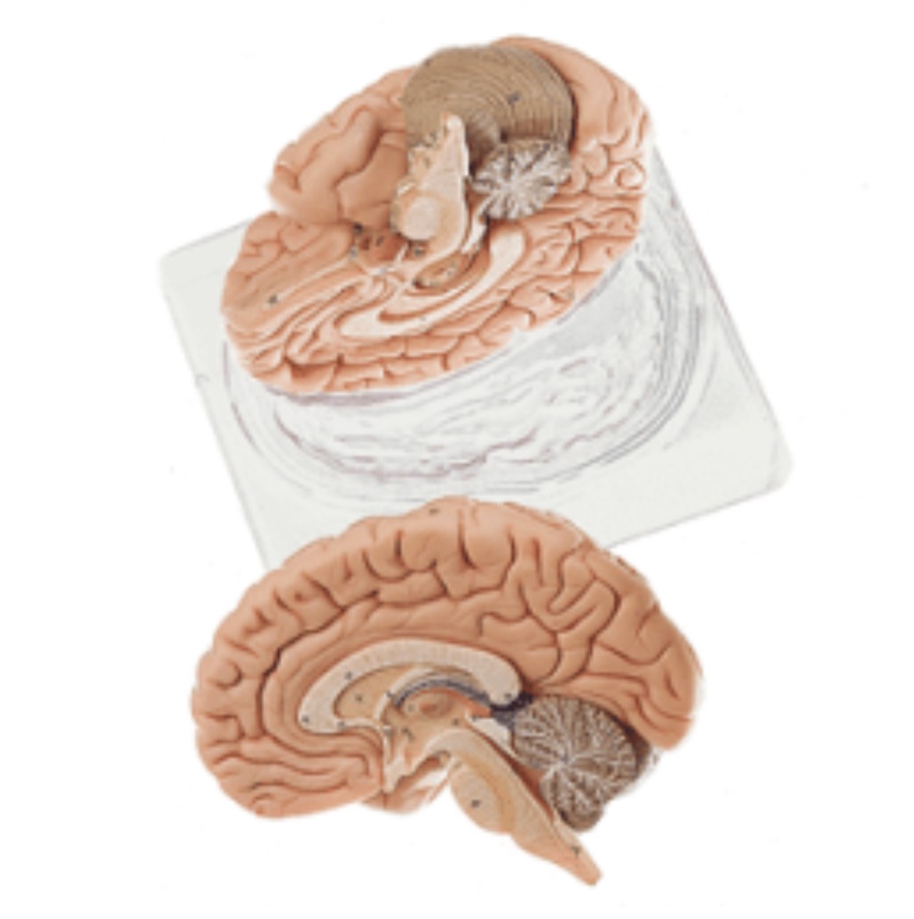 3 dimensional brain model